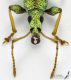 Phyllobius_argentatus_f_s.jpg