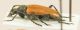 Stictoleptura from Bulgaria 2.jpg