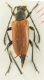 Stictoleptura from Bulgaria Kopia.jpg