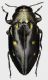 Chrysobothris_sp_Indonesia_Seram_XI-2016_16mm_grey.jpg