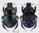 Geotrupes_olgae_d_v_s.jpg