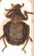 Brachycerus muricatus.jpg