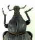 Anisorhynchus Maroc_f2.JPG