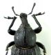Anisorhynchus Maroc_m3.JPG