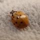harmonia_axyridis.jpg