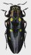 Chrysobothris_militaris_Malaysia_S_Borneo_Sabah_Nabawan_Pensiangan_370m_5-III-2014_D_Spiridonov_12,5mm_grey.jpg
