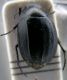 Zophosis sp.jpg