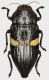 Dicercomorpha_subcincta_Indonesia_Moluccas_Buru_Remaja_Mt_Ilat_350m_28.VIII-2014_22mm_grey.jpg