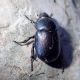 tenebrionidae_marizzi2.jpg