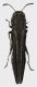 Agrilus_moraguesi_Guyana_Francese_Matiti_VIII-2014_6,8mm_grey.jpg