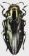 Chrysobothris_cribrifrons_French_Guyane_Regina_VIII-2012_14,5mm_grey.jpg