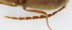 Elateridae Rodi4an.jpg