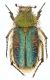 Pygopleurus-Mt-Ossa.jpg