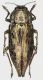 Dicerca_obtusa_Kyrgyzstan_Jalalabad_Toktogul_Karasu_riv_Karakul__NW_Fergana_Mts__1400m_A_Shapovalov_20mm_grey.jpg