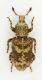 Curculionidae-Marocco 1-3,3mm - Copia.jpg