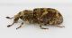 Curculionidae-Marocco 1a-3,3mm - Copia.jpg
