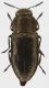 Anthaxia_conradti_Kyrgyzstan_Jalalabad_Toktogul_Karasu_Lake_E_Karakul_NW_Fergana_MTS_13-VI-2017_A_Shapovalov_7,3mm_grey.jpg
