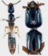Leptacinus batychrus (Gyllenhal, 1827).jpg
