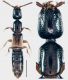 Leptacinus sulcifrons (Stephens, 1833).jpg