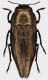 Sphenoptera_sulcata_Russia_Orenburg_Novoorsk_Luzhki_Kumak_river_valley_20-IV-2014_A_Shapovalov_12,5mm_grey.jpg