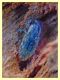 probabile Sitona sp. -  4 mm. corteccia Eucalipto - Anzio 18.1.2018 (1).JPG
