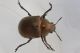 2 colasposoma dauricum chrysomelidae casa .JPG