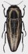 Sphenoptera_manderstjernae_o_laticeps_Kazakhstan_Karatau_Mts_Bayaldyr_riv_Kentau_785m_8-V-2014_A_Shapovalov_13mm_grey.jpg