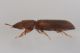3 synchita separanda zopheridae baronessa .jpg