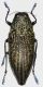 Psiloptera_tibialis_French_Guyana_Kaw_IX-2017_20mm_grey.jpg