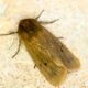 Phragmatobia fuliginosa forse-1-1_modificato-1.jpg