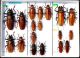 Cerambycidae Prioninae 4 - Kopie.JPG
