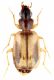 Syntomus lateralis.jpg