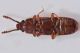 3 pediacus dermestoides cucujidae fraz grangiotto .JPG