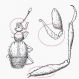 Tychobythinus glabratus (Rye, 1870) (3).jpg