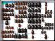 Scarabaeidae 57.JPG
