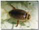 Hydaticus leander 02.jpg_2007926162642_Hydaticus leander 02.jpg