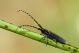 Agapanthia IMG_8320.jpg
