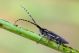 Agapanthia IMG_8312.jpg