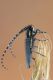 Agapanthia IMG_8297.jpg