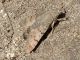 Maccarese_14-03-2018_TG4_007.JPG