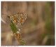 Melitaea aetherie 2.jpg