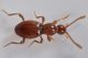 9 scydmaenus rufus scydmaenidaefraz grangiotto .JPG