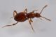 10 scydmaenus rufus scydmaenidaefraz grangiotto .jpg