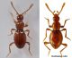Scydmaenus rufus.JPG