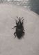 Curculionidae1.jpg