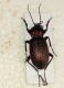 Carabus morbillosus 2.JPG
