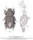 Sebastianus projectus IWAN 2000.jpg