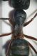 2018-04-06 19-40-41 (B,Radius8,Smoothing4).jpg