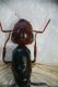 2018-04-07 18-19-57 (B,Radius8,Smoothing4).jpg