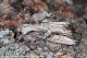 Agropoli_Egira_conspicillaris_4738_1000.jpg